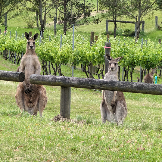 Kangaroos Amongst the Vinyards at the Hunter Halley