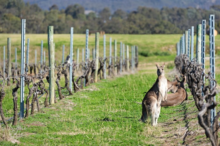kangaroos standing in a vineyard
